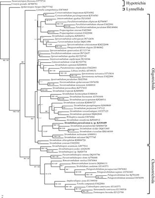 Morphological, Molecular, and Growth Characteristics of a Cryptic Species, Strombidium parasulcatum n. sp. (Alveolata: Ciliophora: Oligotrichida)